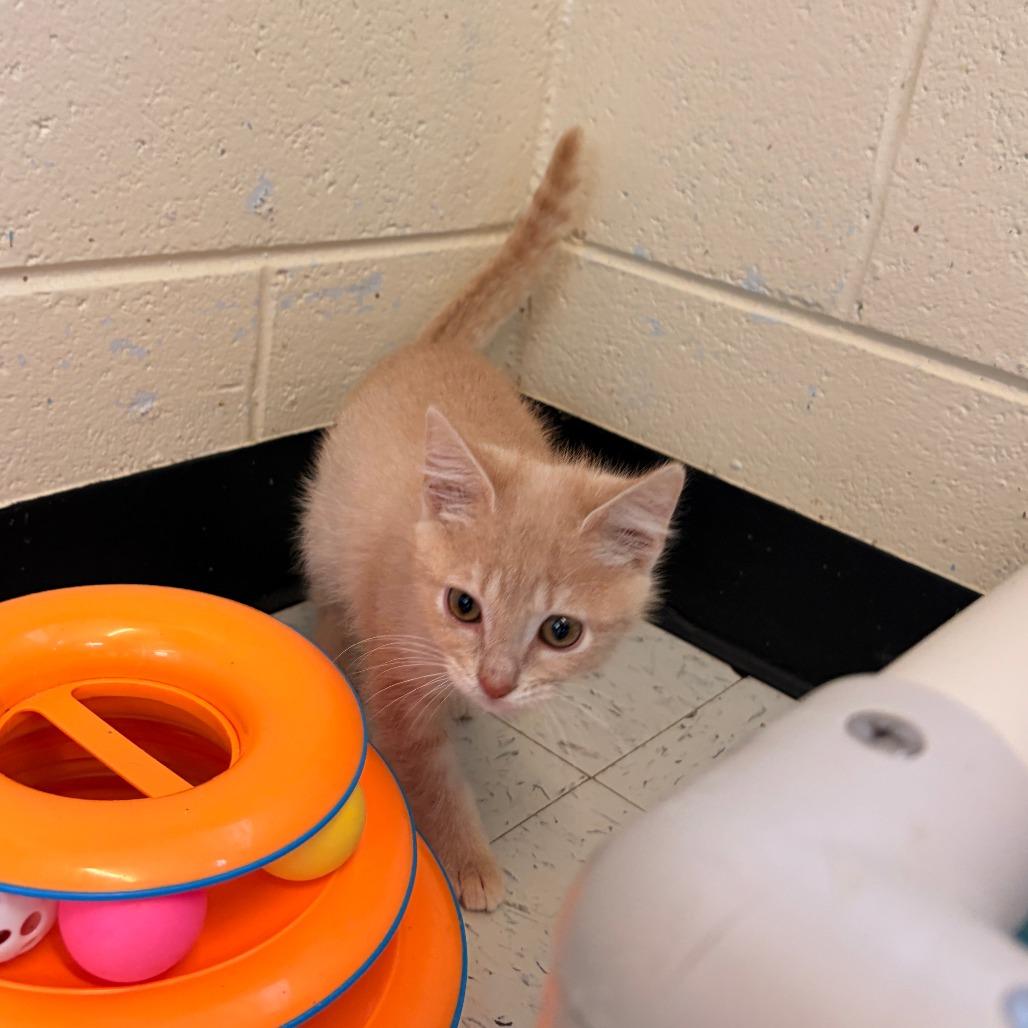 Enlarge Pumpkin, a Adoptable Domestic Short Hair in Franklin, NC image 1/1