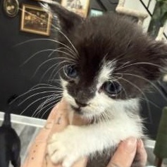 Minerva, a ADOPTABLE Domestic Medium Hair in Annapolis, MD image 4/5