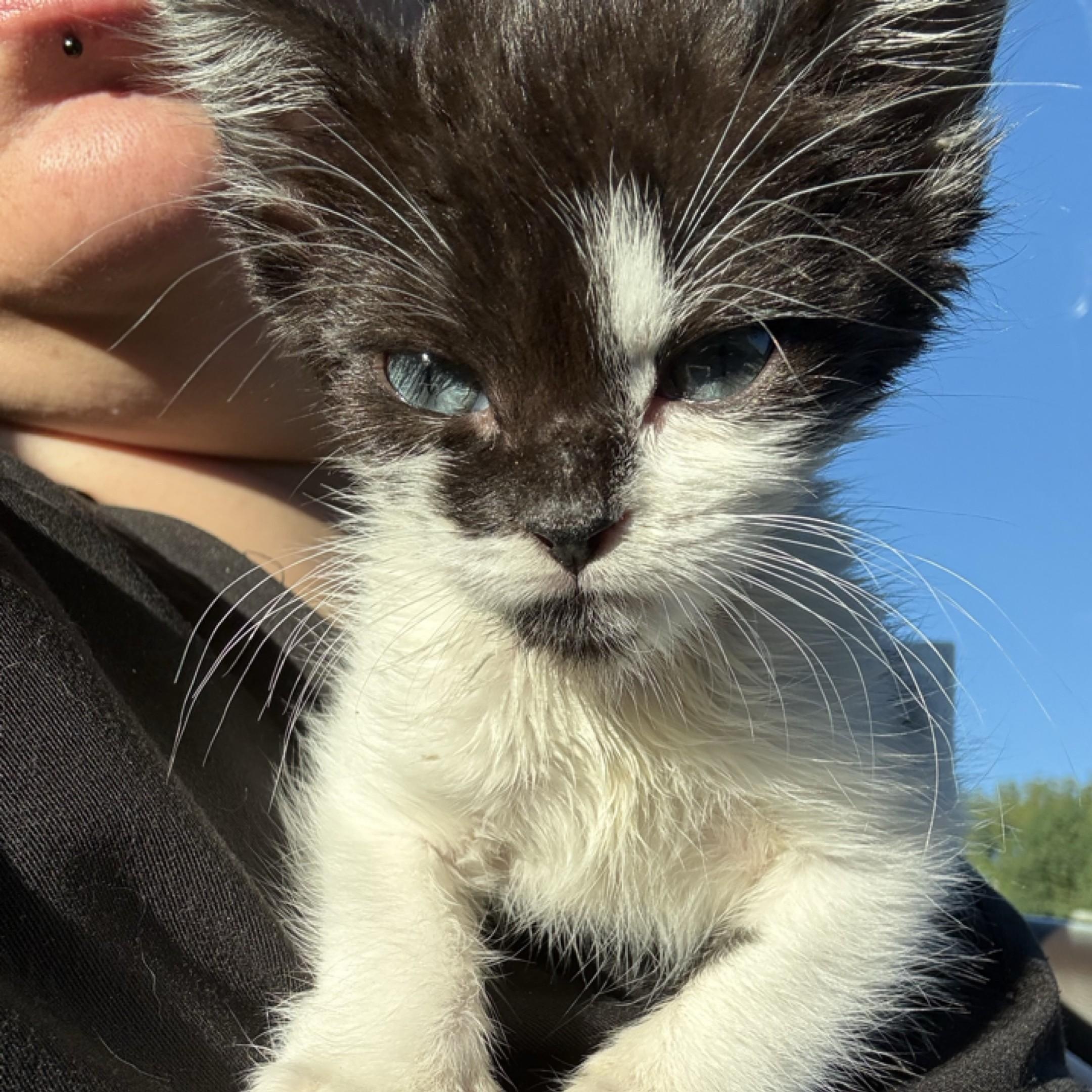 Minerva, a ADOPTABLE Domestic Medium Hair in Annapolis, MD image 1/5