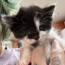 Minerva, a ADOPTABLE Domestic Medium Hair in Annapolis, MD image 2/5