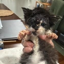 Minerva, a ADOPTABLE Domestic Medium Hair in Annapolis, MD image 5/5