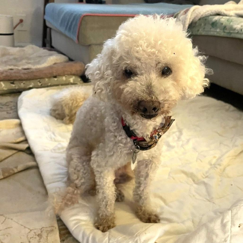 Enlarge Butterfinger, a Adoptable Poodle in Ramona, CA image 1/6