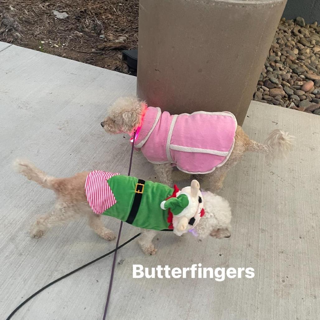 Butterfinger, Adoptable, Senior Male Poodle.