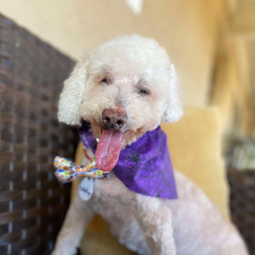 Enlarge Butterfinger, a Adoptable Poodle in Ramona, CA image 2/6