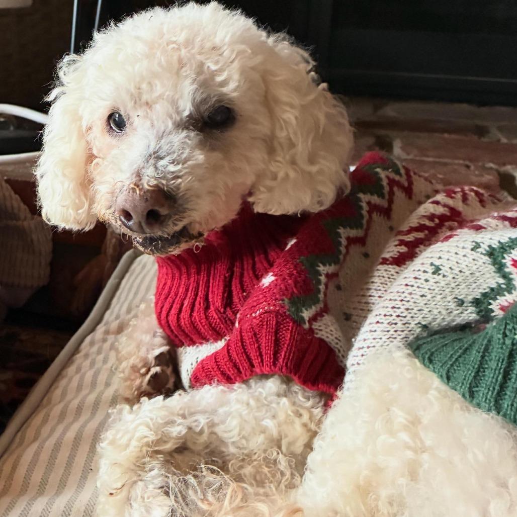 Enlarge Butterfinger, a Adoptable Poodle in Ramona, CA image 3/6