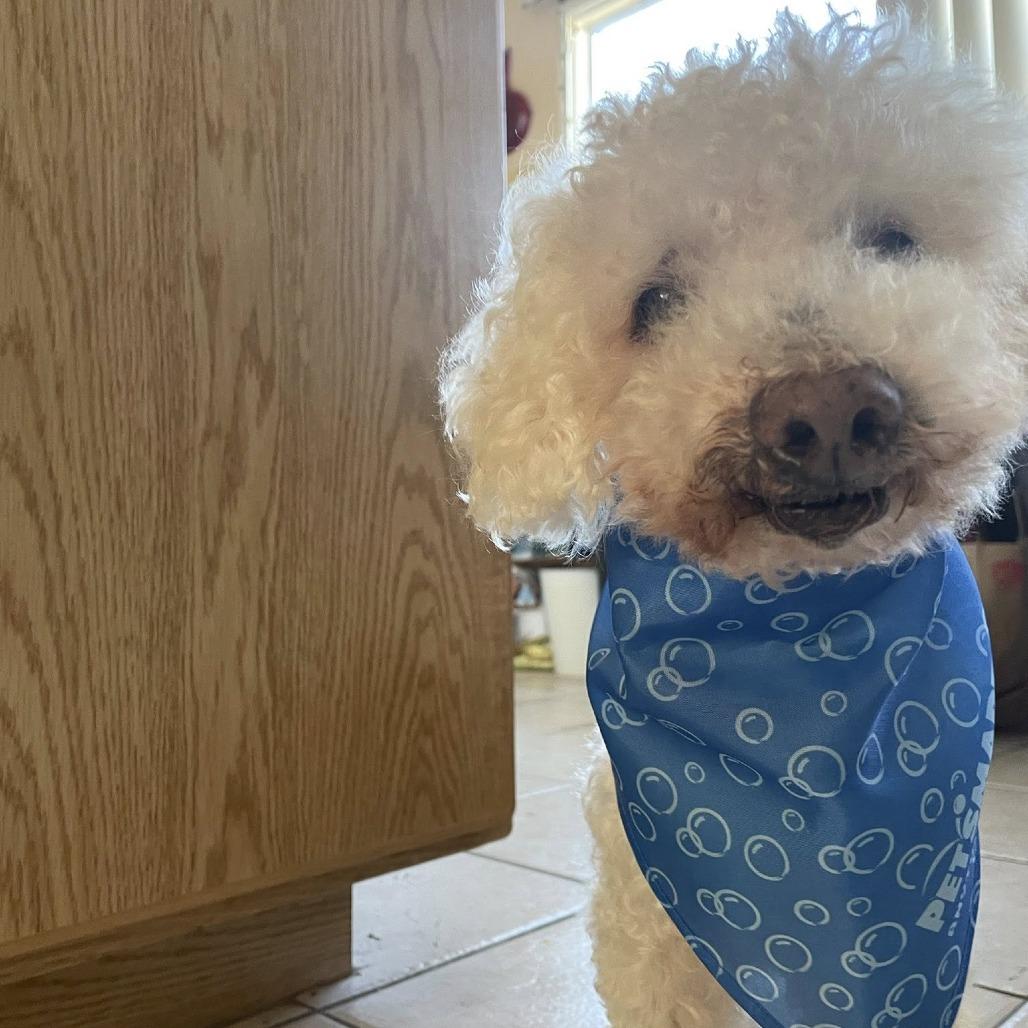 Enlarge Butterfinger, a Adoptable Poodle in Ramona, CA image 4/6