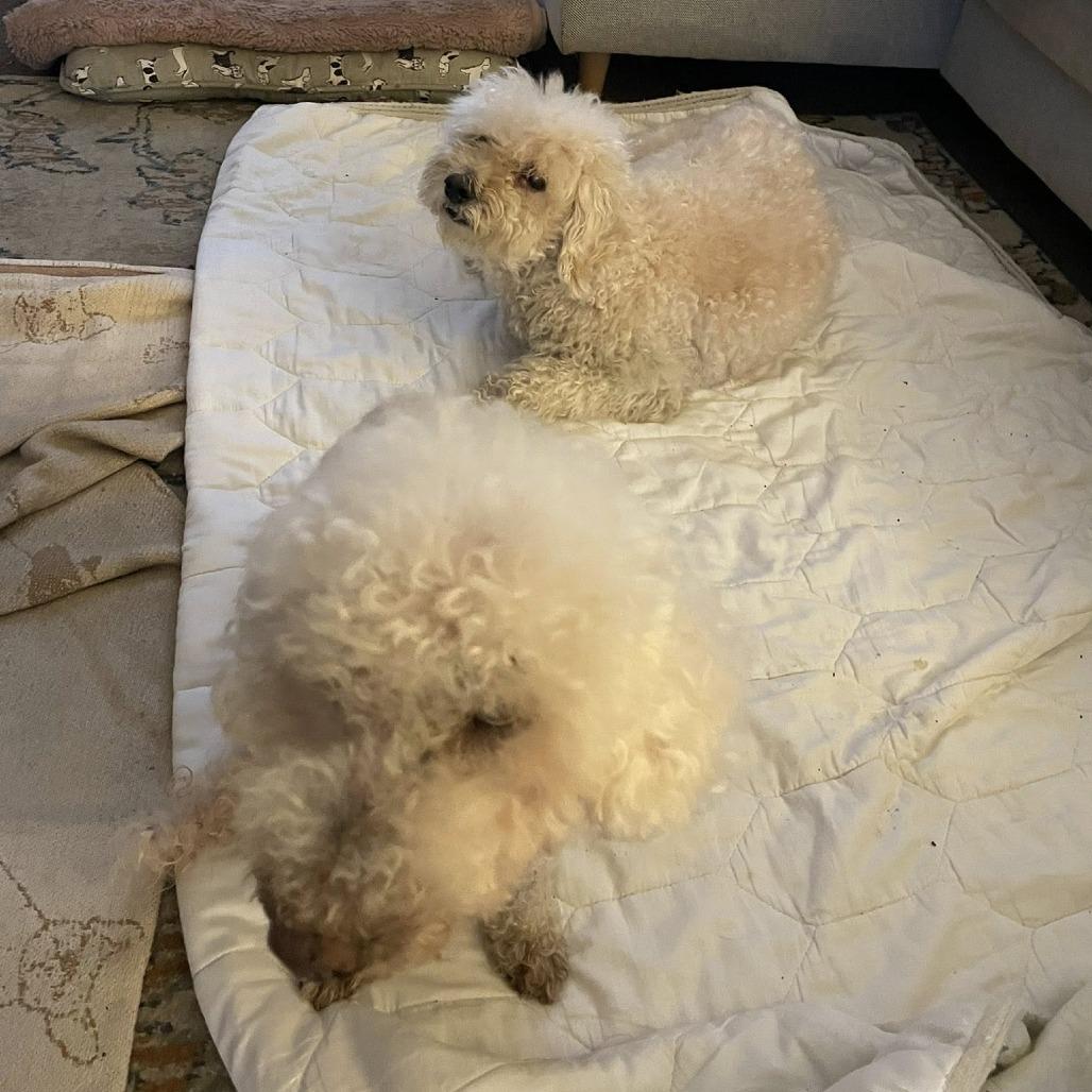 Enlarge Butterfinger, a Adoptable Poodle in Ramona, CA image 6/6