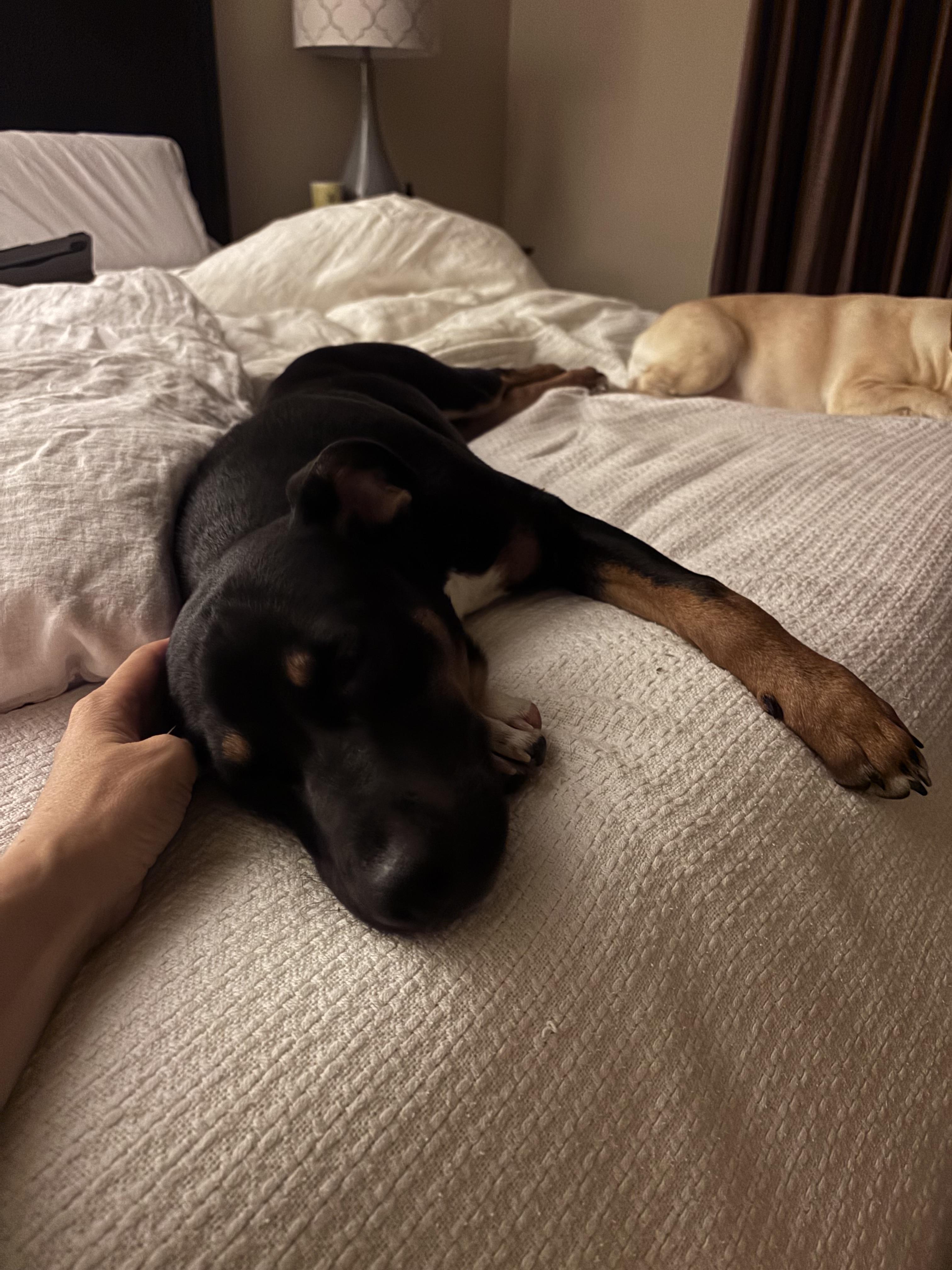 Shasta Boo, Adoptable, Young Female American Staffordshire Terrier.