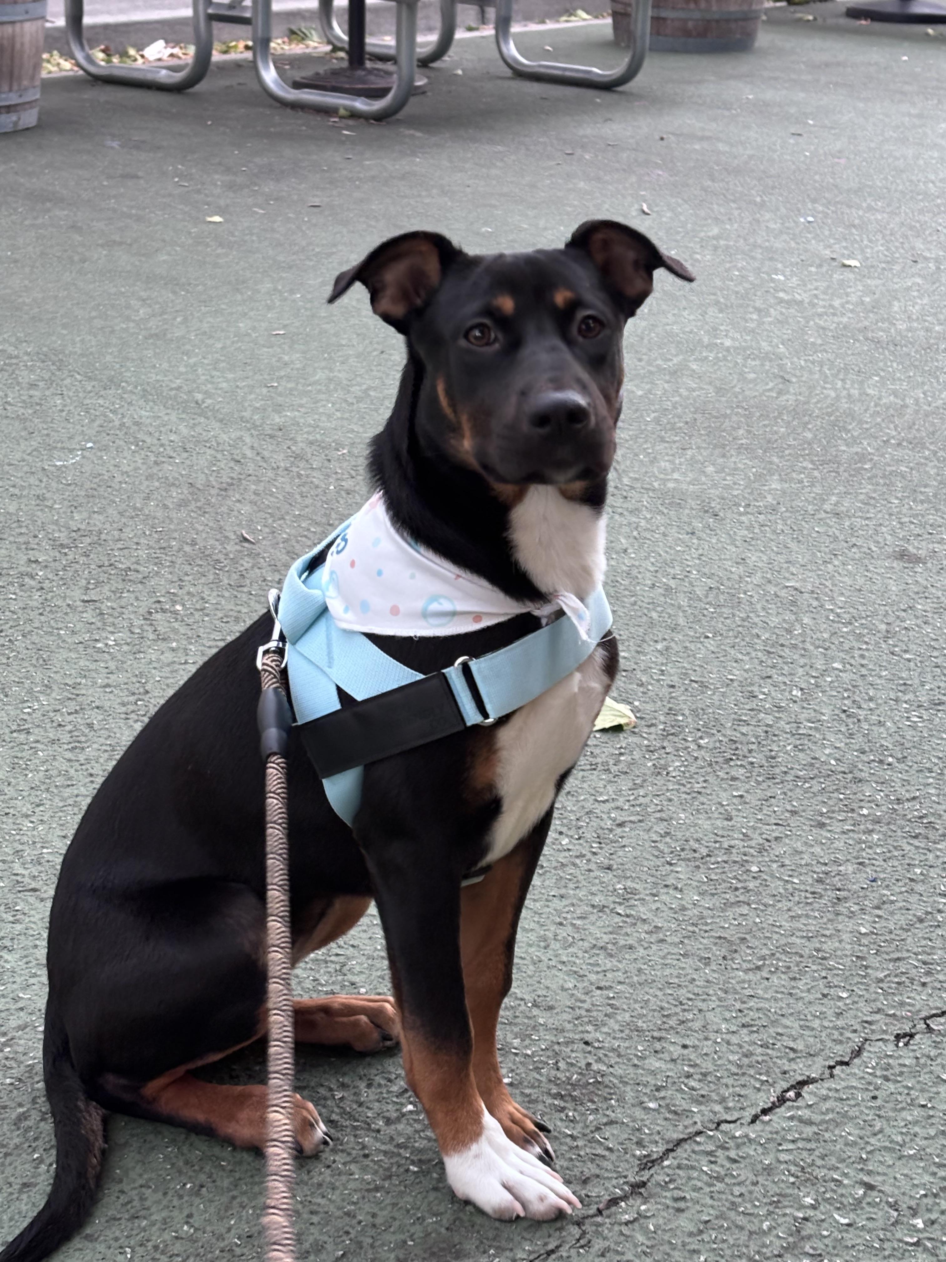 Enlarge Shasta Boo, a Adoptable mixed breed in Tracy, CA image 3/6