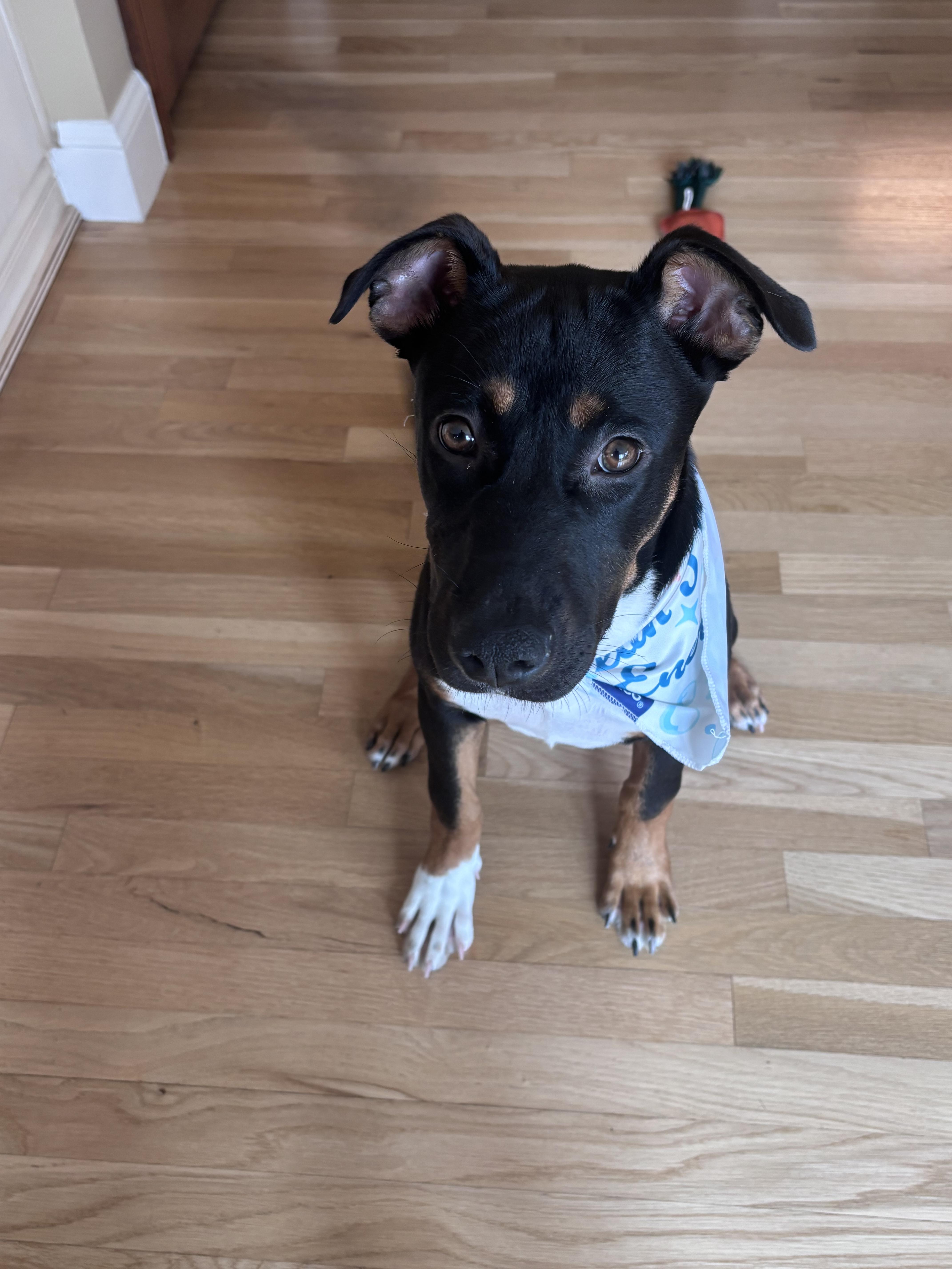 Enlarge Shasta Boo, a Adoptable mixed breed in Tracy, CA image 5/6
