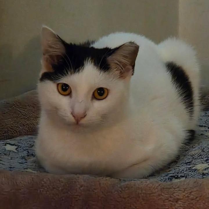 Enlarge Jayne, a Adoptable Domestic Short Hair in Los Angeles, CA image 1/1