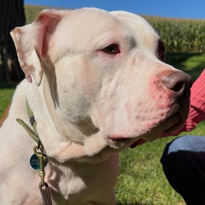 Billz, Adoptable, Adult Male Mixed Breed.