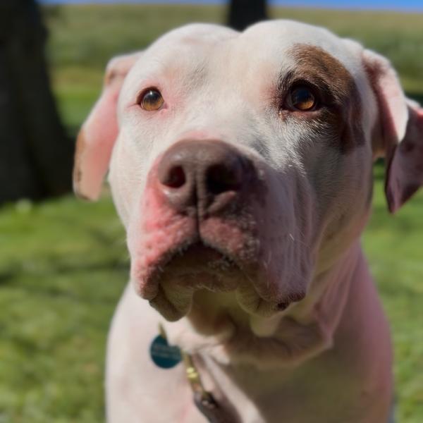 Enlarge Billz, a Adoptable Mixed Breed in Bangall, NY image 2/3