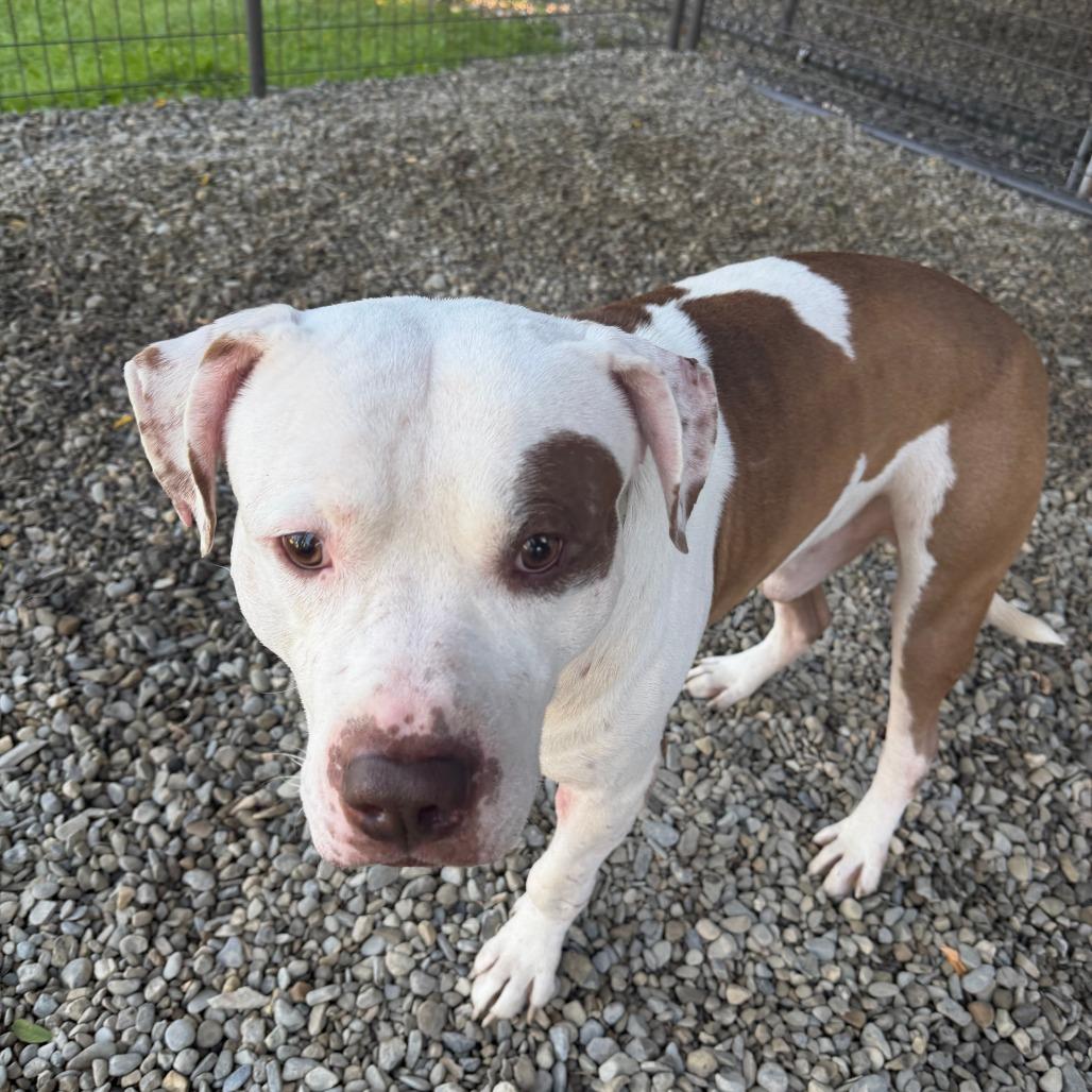 Enlarge Billz, a Adoptable Mixed Breed in Bangall, NY image 3/3