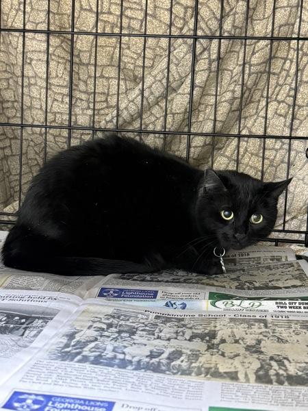 26-01-0288c Mia, Adoptable, Adult Female Domestic Short Hair.