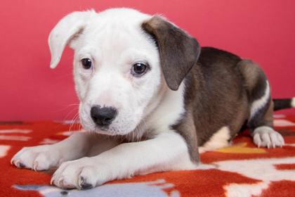 Lady Bug, Adoptable, Puppy Female Retriever & Mixed Breed.