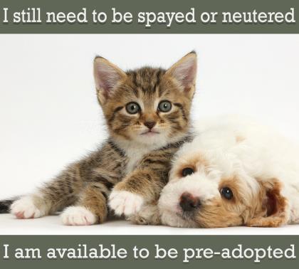 Enlarge Lady Bug, a Adoptable mixed breed in Greenville, SC image 2/2