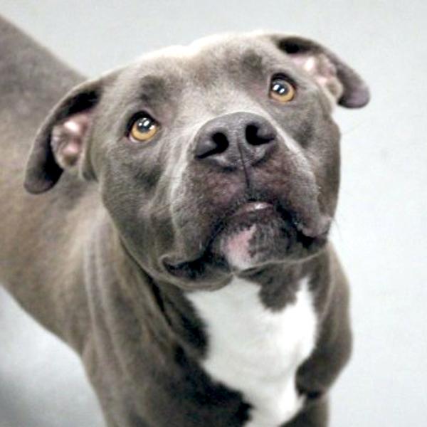 Rocky, Adoptable, Adult Male Pit Bull Terrier.
