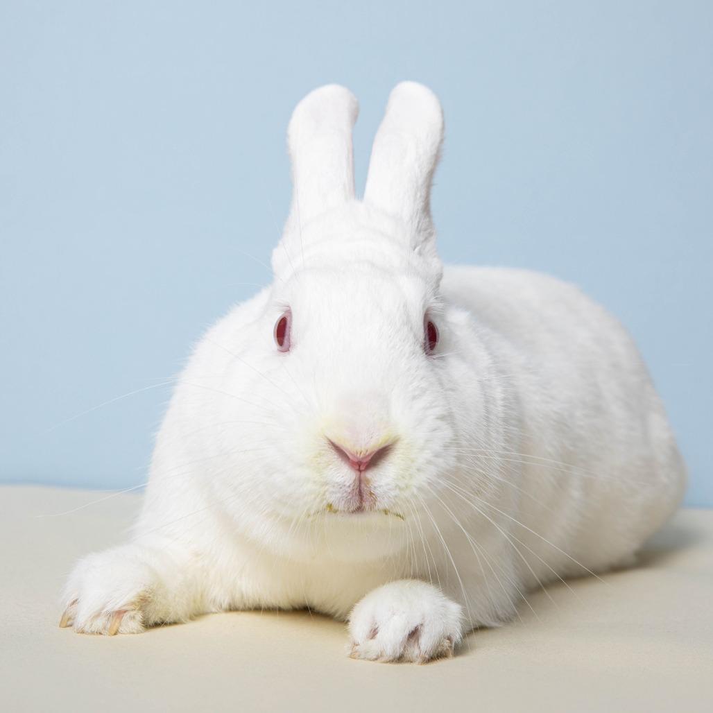 Gregory, Adoptable, Adult Male Florida White.