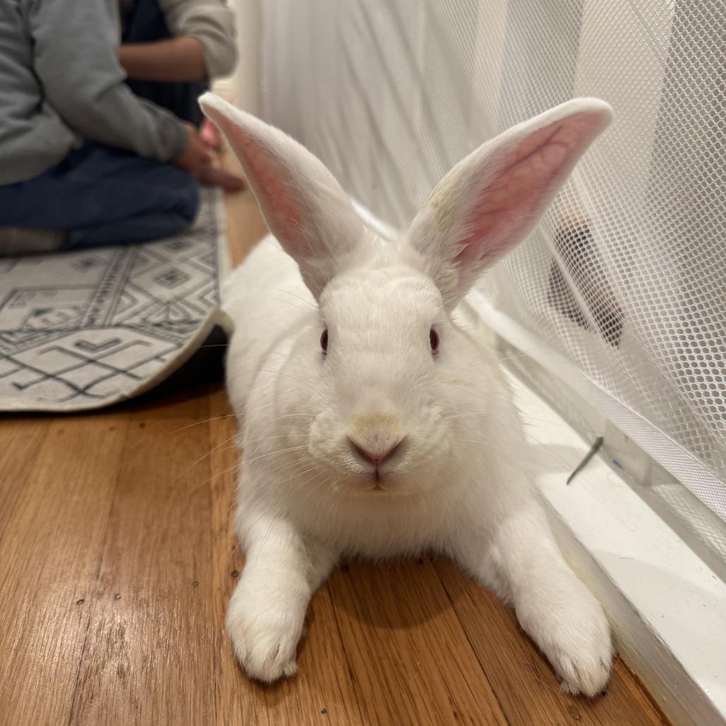 Gregory, a Adoptable Florida White in Richmond, CA image 2/6