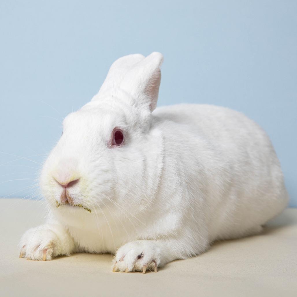 Gregory, a Adoptable Florida White in Richmond, CA image 3/6