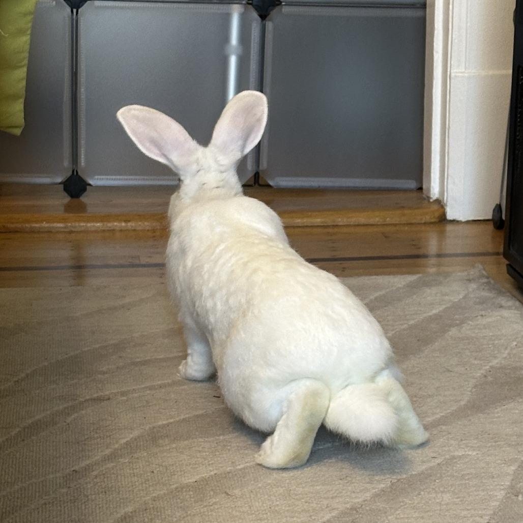 Gregory, a Adoptable Florida White in Richmond, CA image 4/6