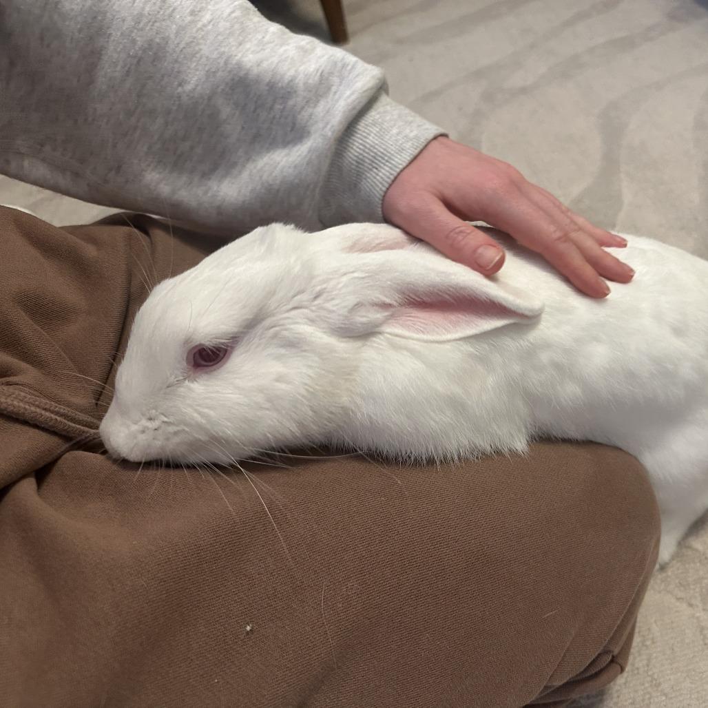 Gregory, a Adoptable Florida White in Richmond, CA image 5/6