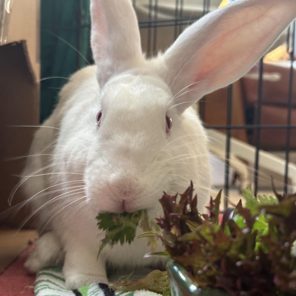 Gregory, a Adoptable Florida White in Richmond, CA image 6/6