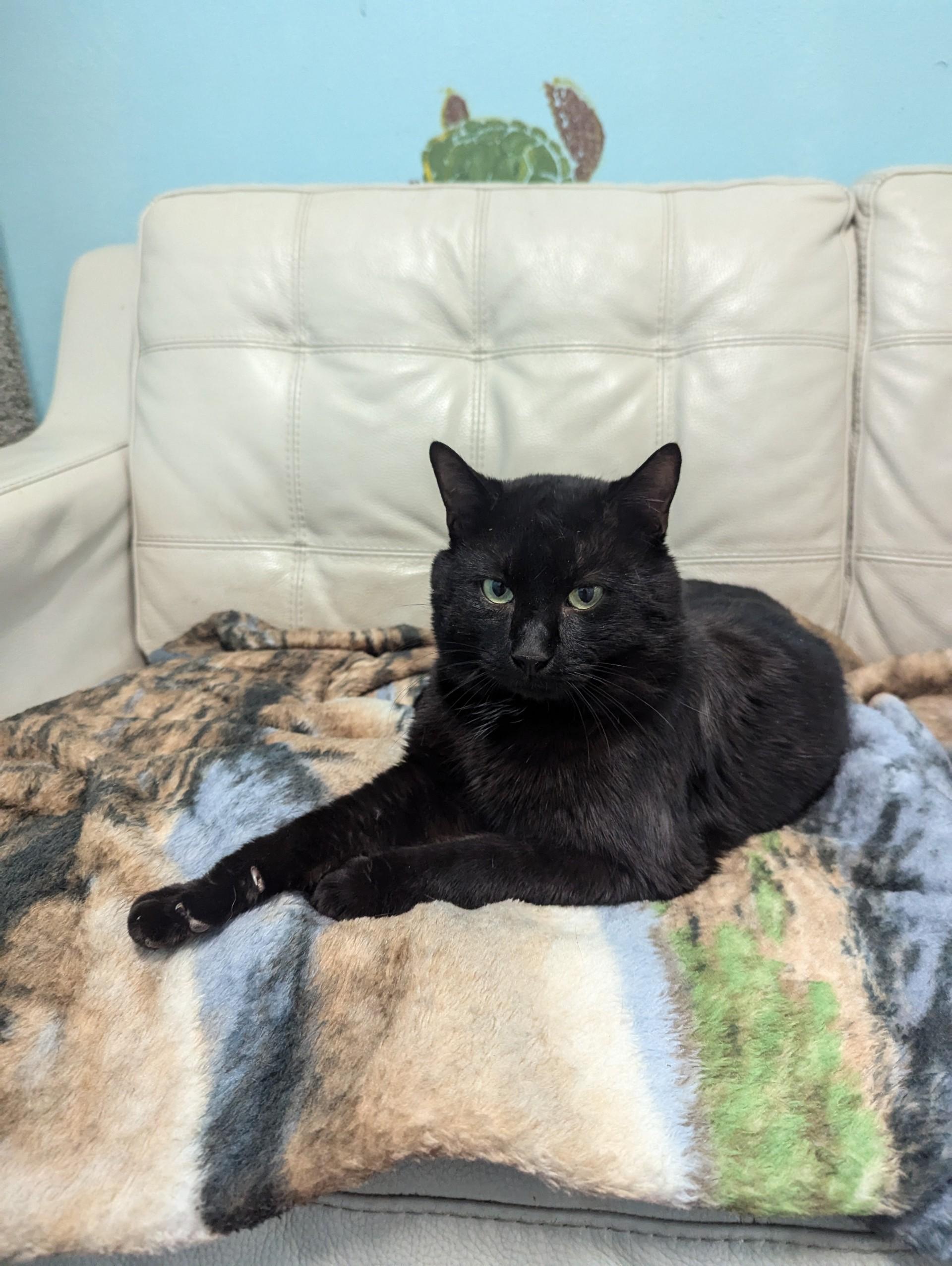 Big Black, ADOPTABLE, Adult Male Domestic Short Hair.