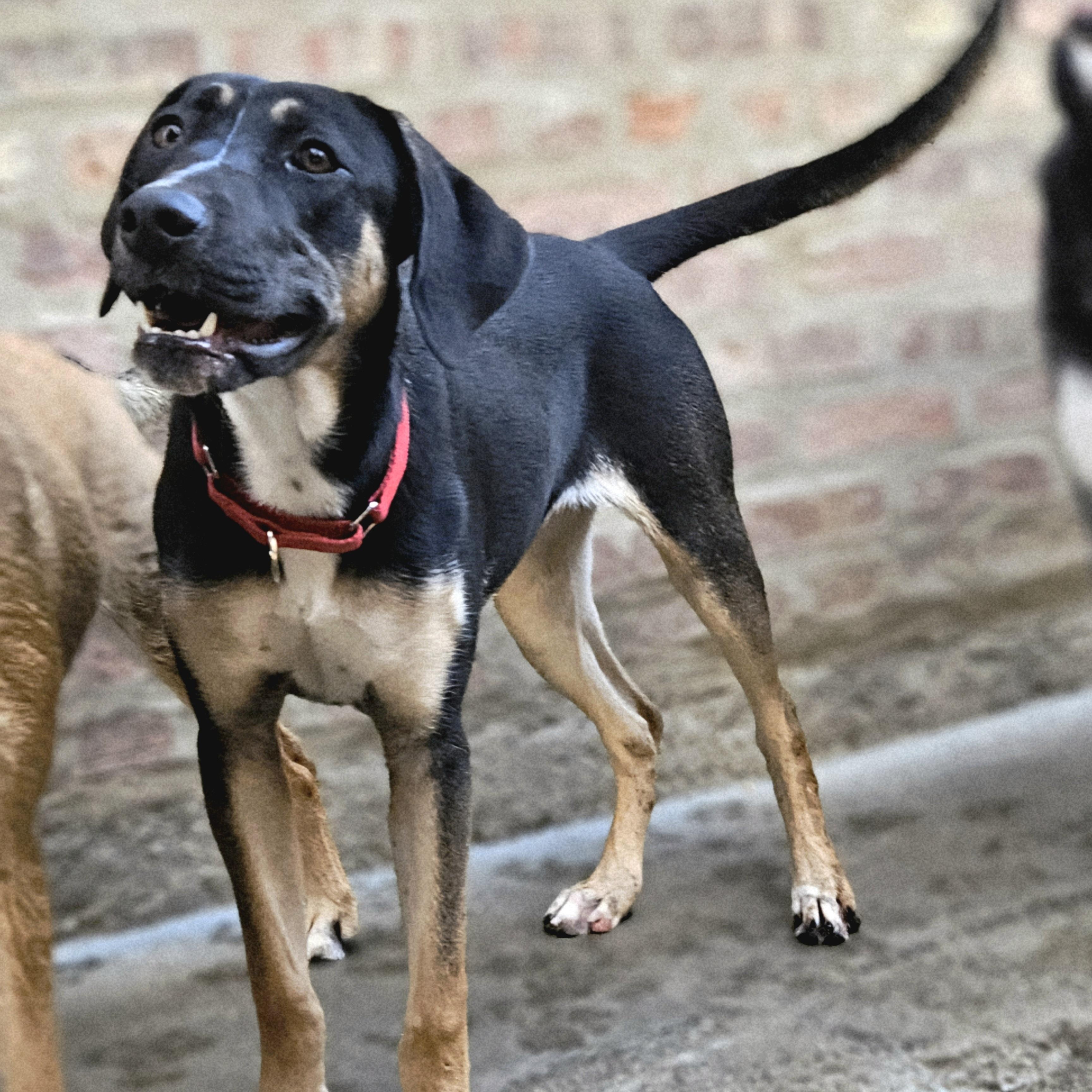 Sable (REDUCED FEE!) 3