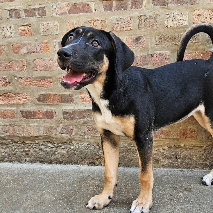 Sable (REDUCED FEE!)