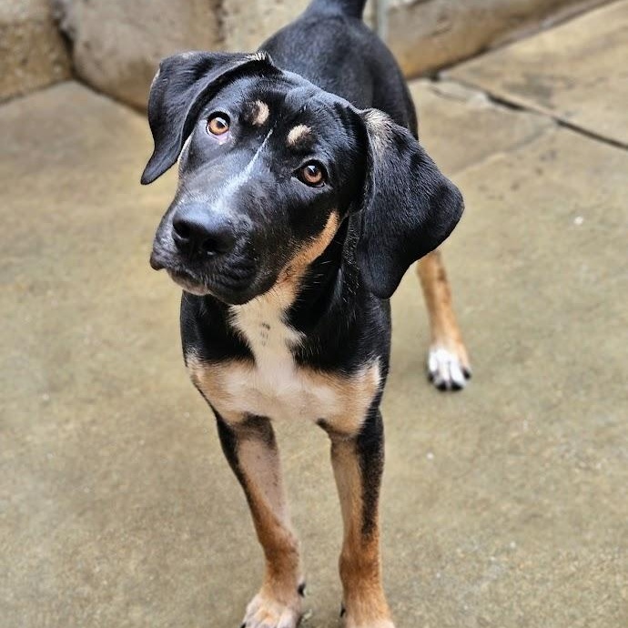 Sable (REDUCED FEE!) 1