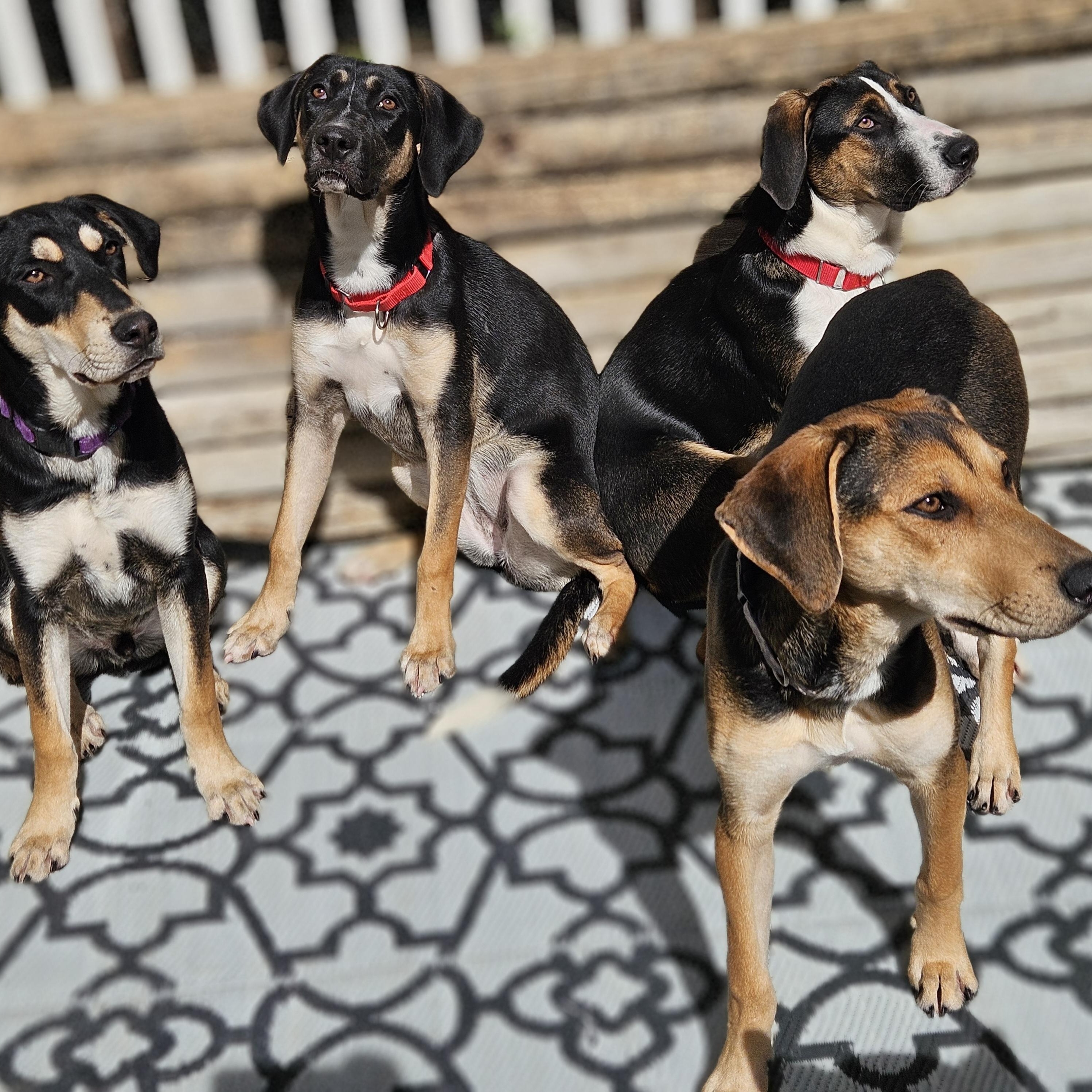 Sable (REDUCED FEE!)