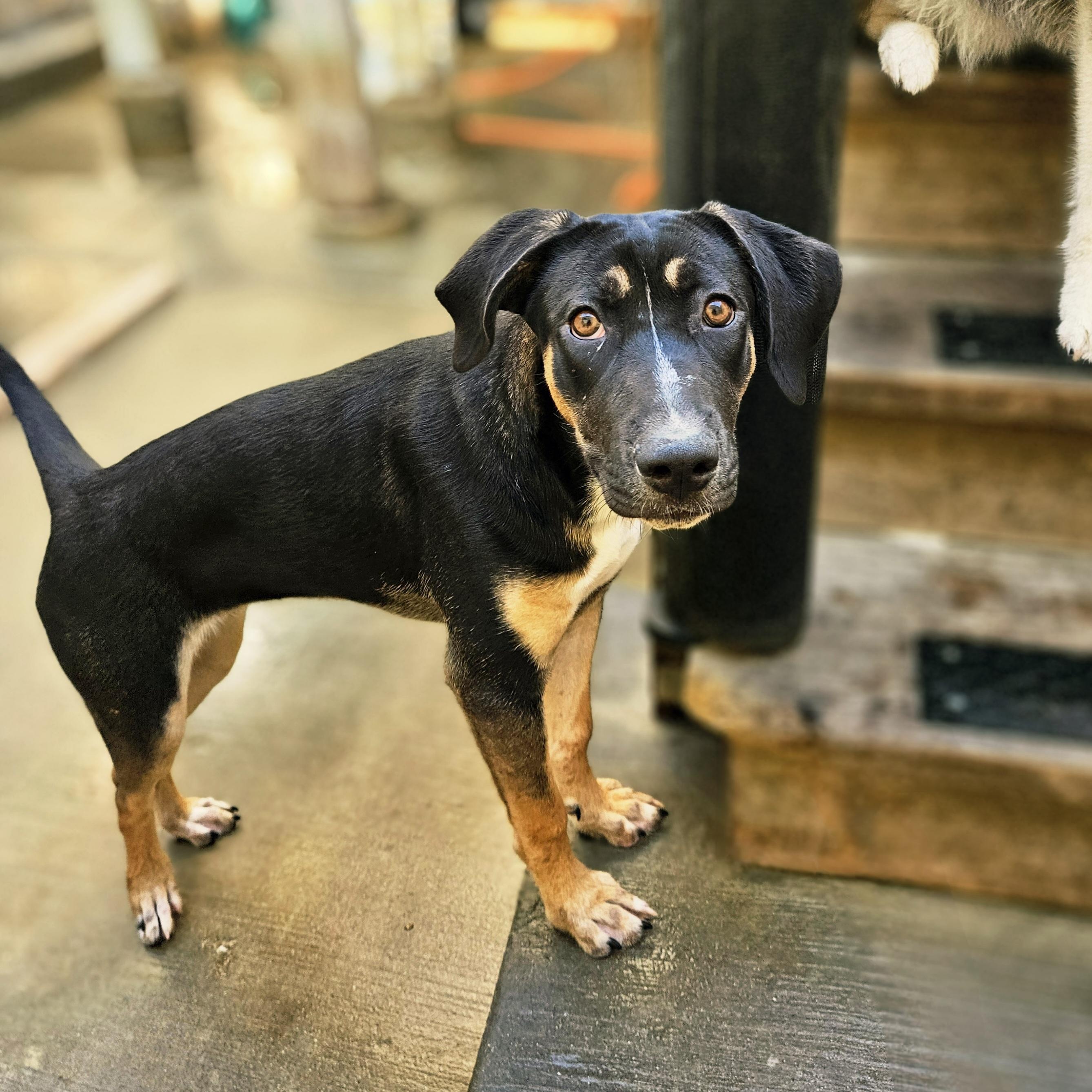 Sable (REDUCED FEE!)