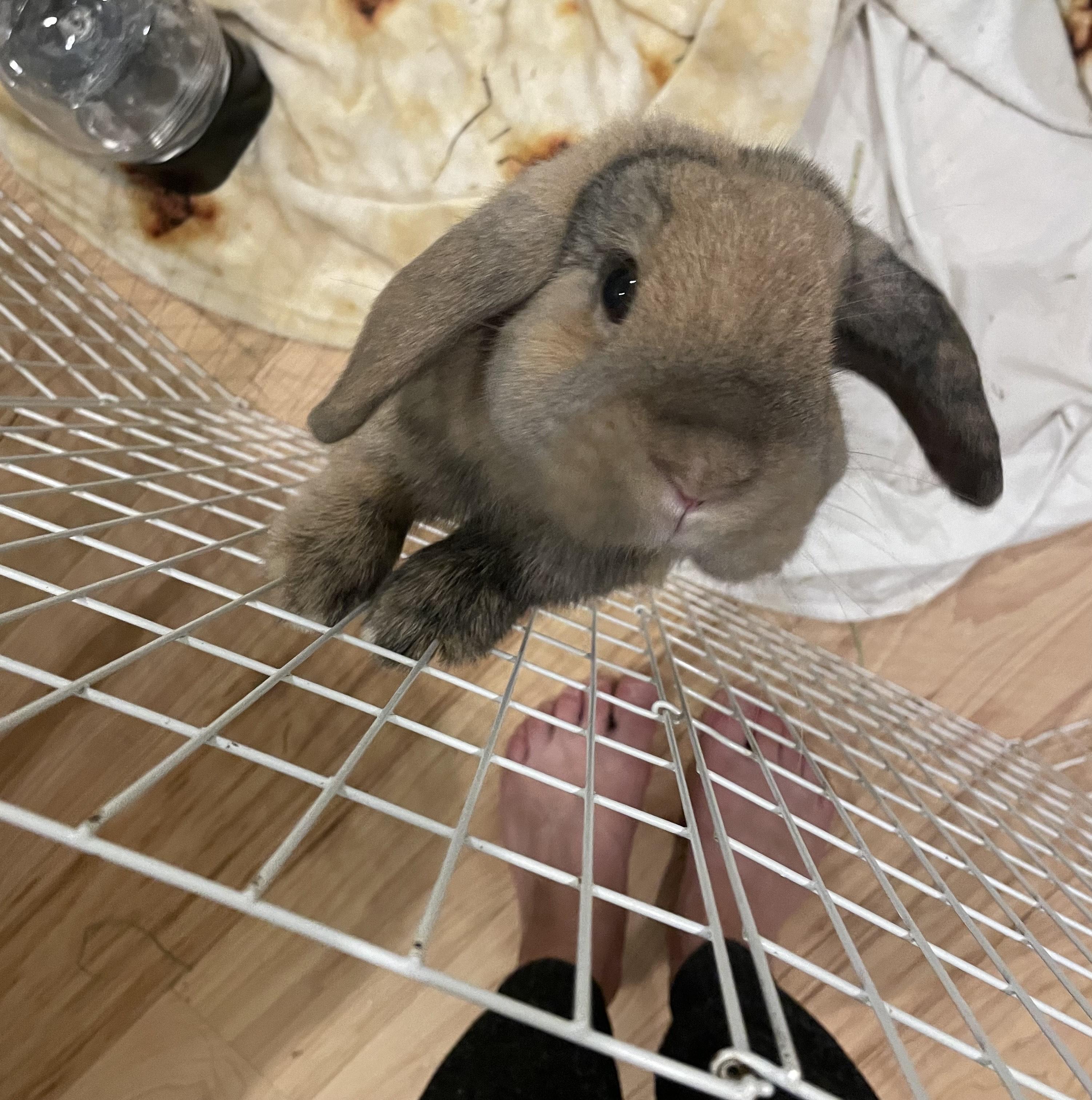 Penny, ADOPTABLE, Adult Female Holland Lop & Harlequin.