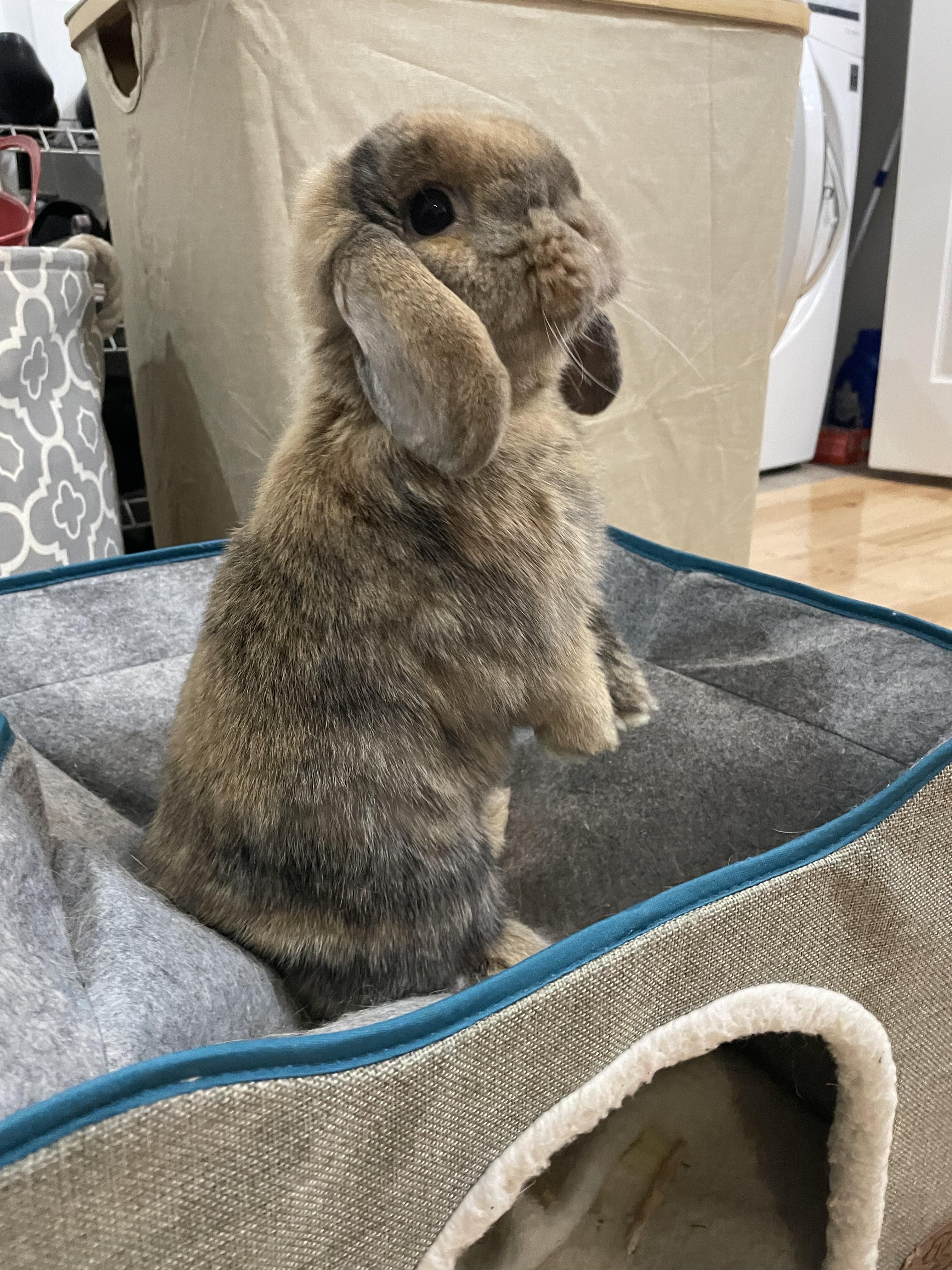 Enlarge Penny, a ADOPTABLE mixed breed in Philadelphia, PA image 4/5