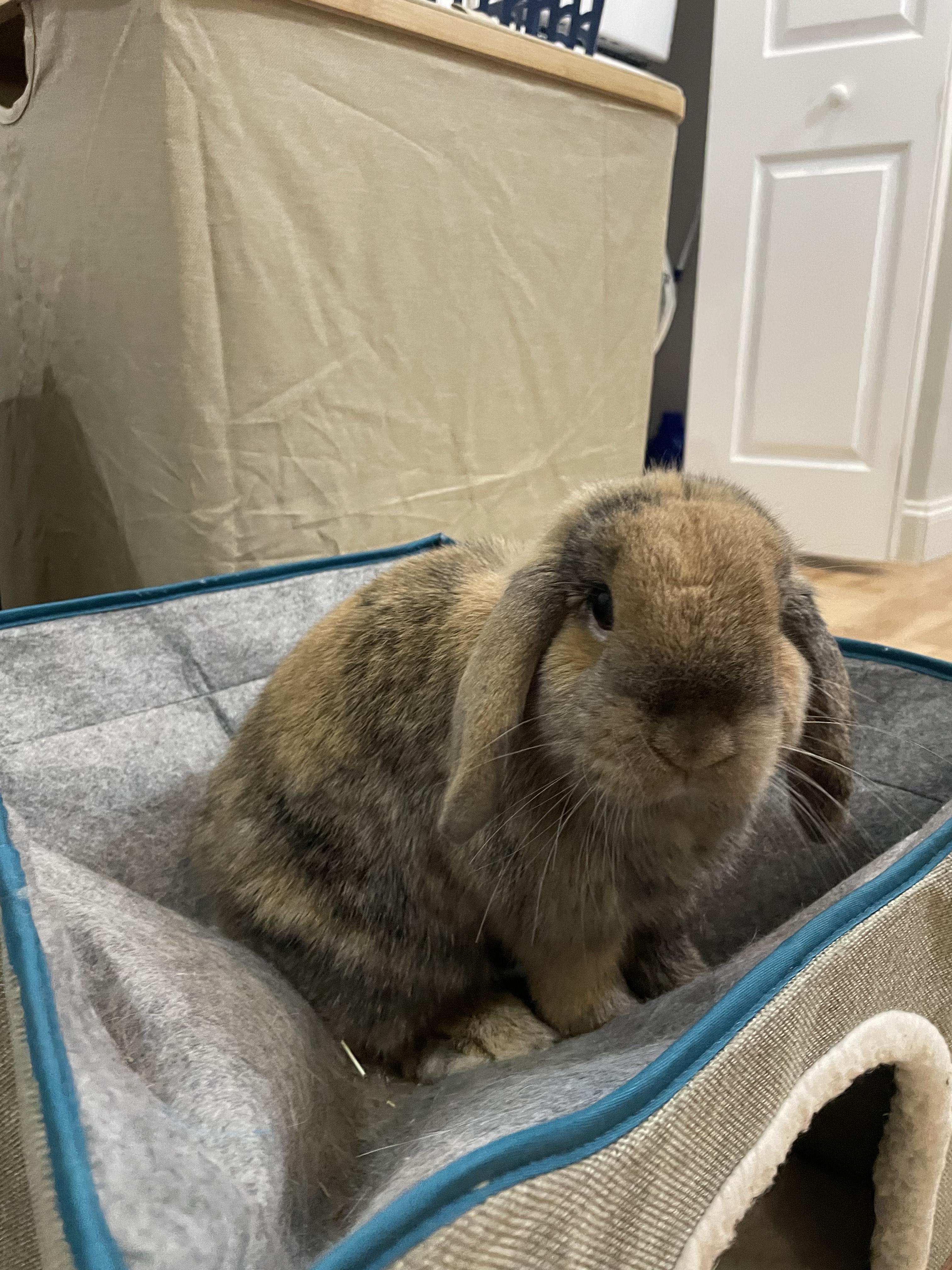 Enlarge Penny, a ADOPTABLE mixed breed in Philadelphia, PA image 5/5