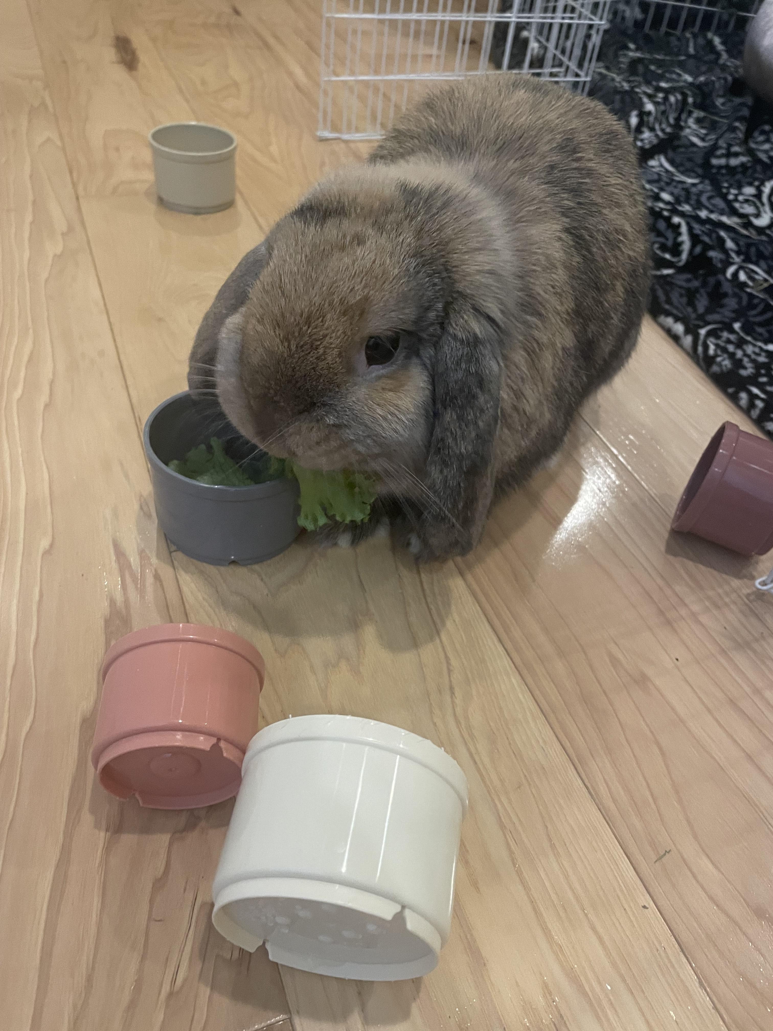 Enlarge Penny, a ADOPTABLE mixed breed in Philadelphia, PA image 3/5