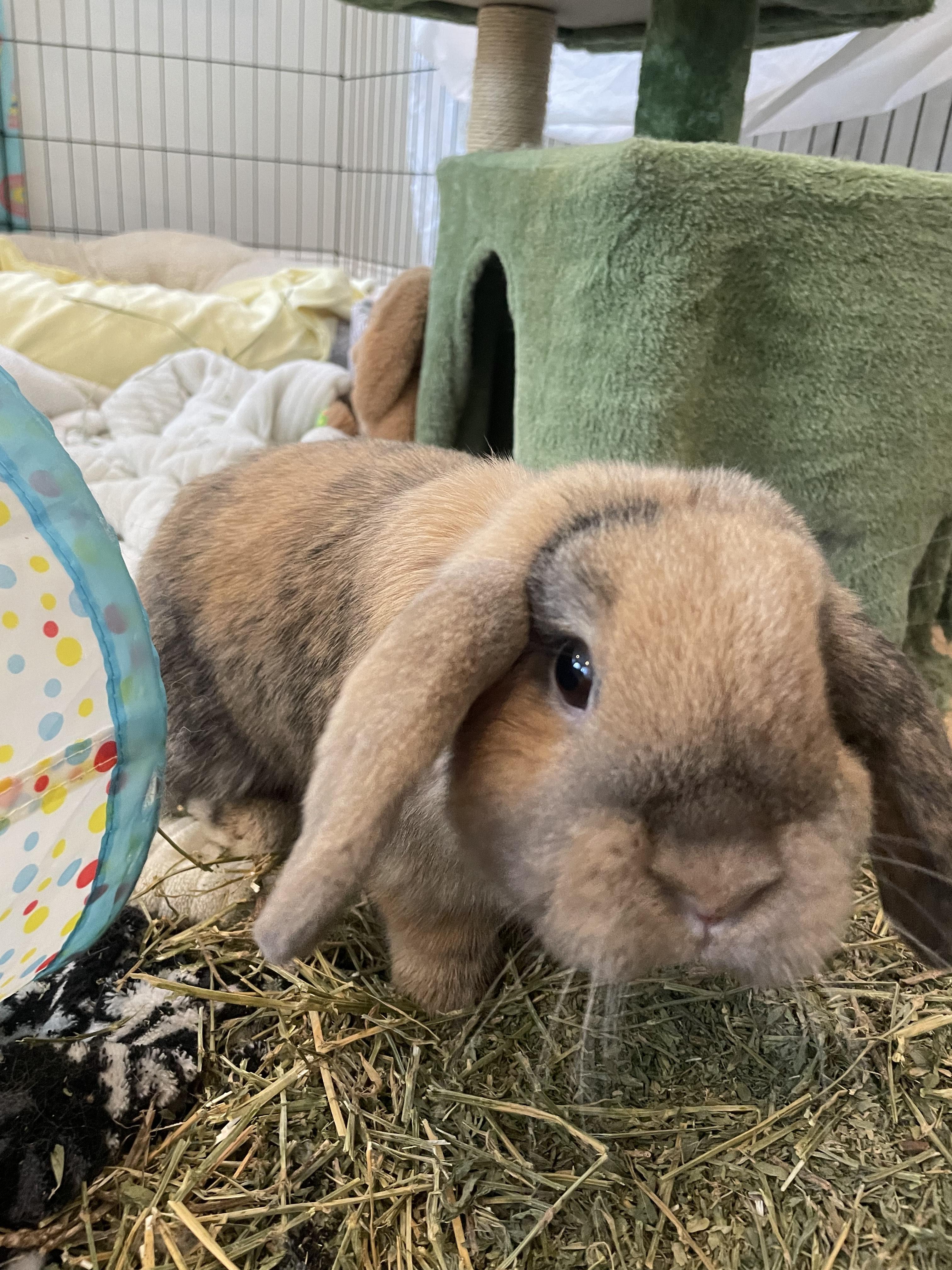 Enlarge Penny, a ADOPTABLE mixed breed in Philadelphia, PA image 2/5