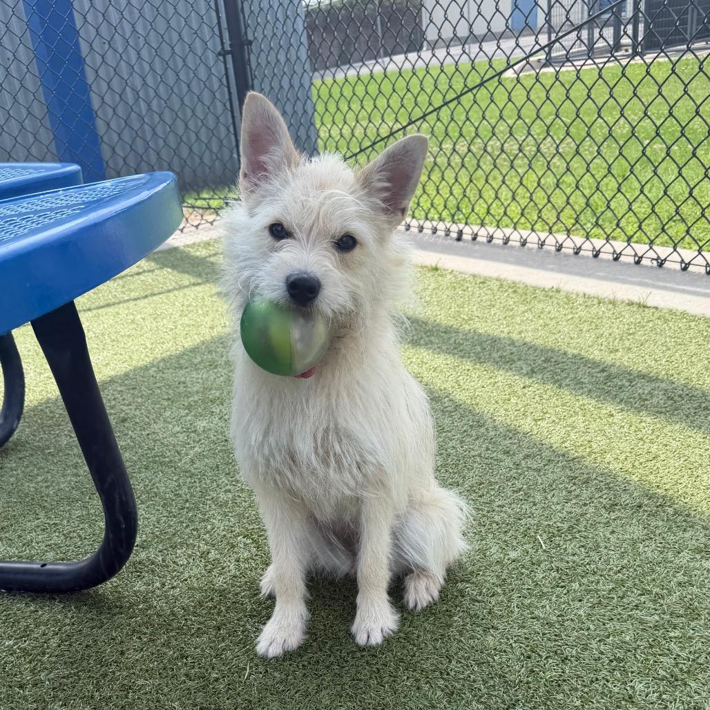 Enlarge Wynnie, a Adoptable mixed breed in Bryan, TX image 1/6