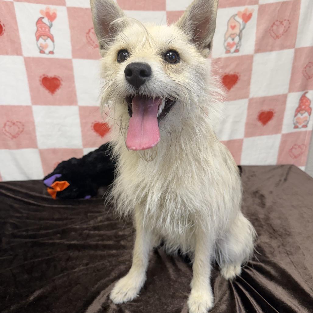 Wynnie, Adoptable, Young Female Terrier.