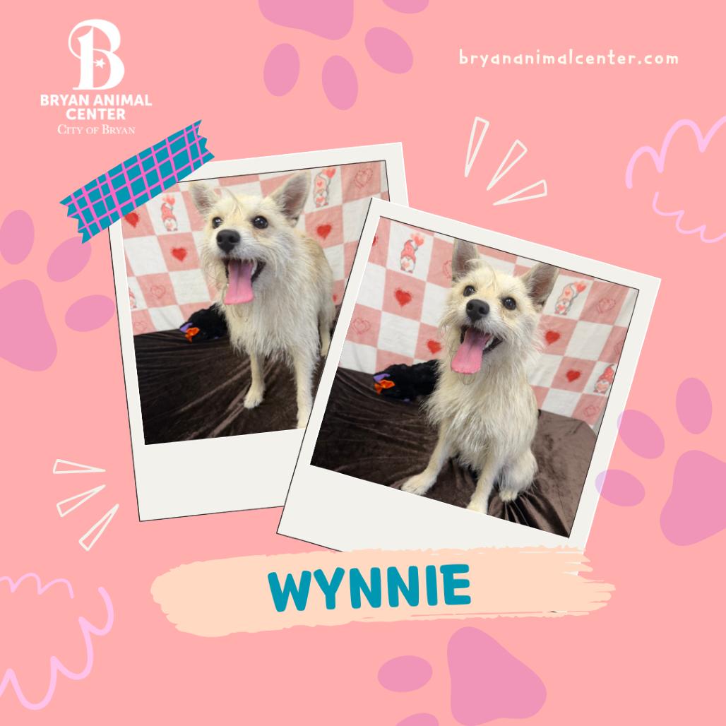 Enlarge Wynnie, a Adoptable mixed breed in Bryan, TX image 2/5