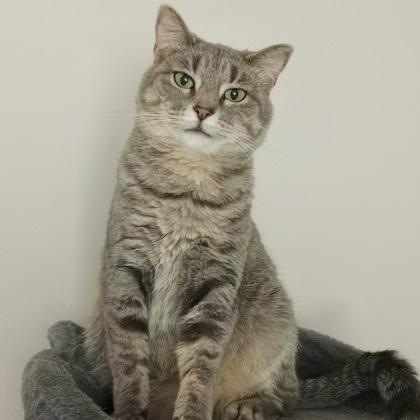 Jolene, ADOPTABLE, Adult Female Domestic Short Hair.