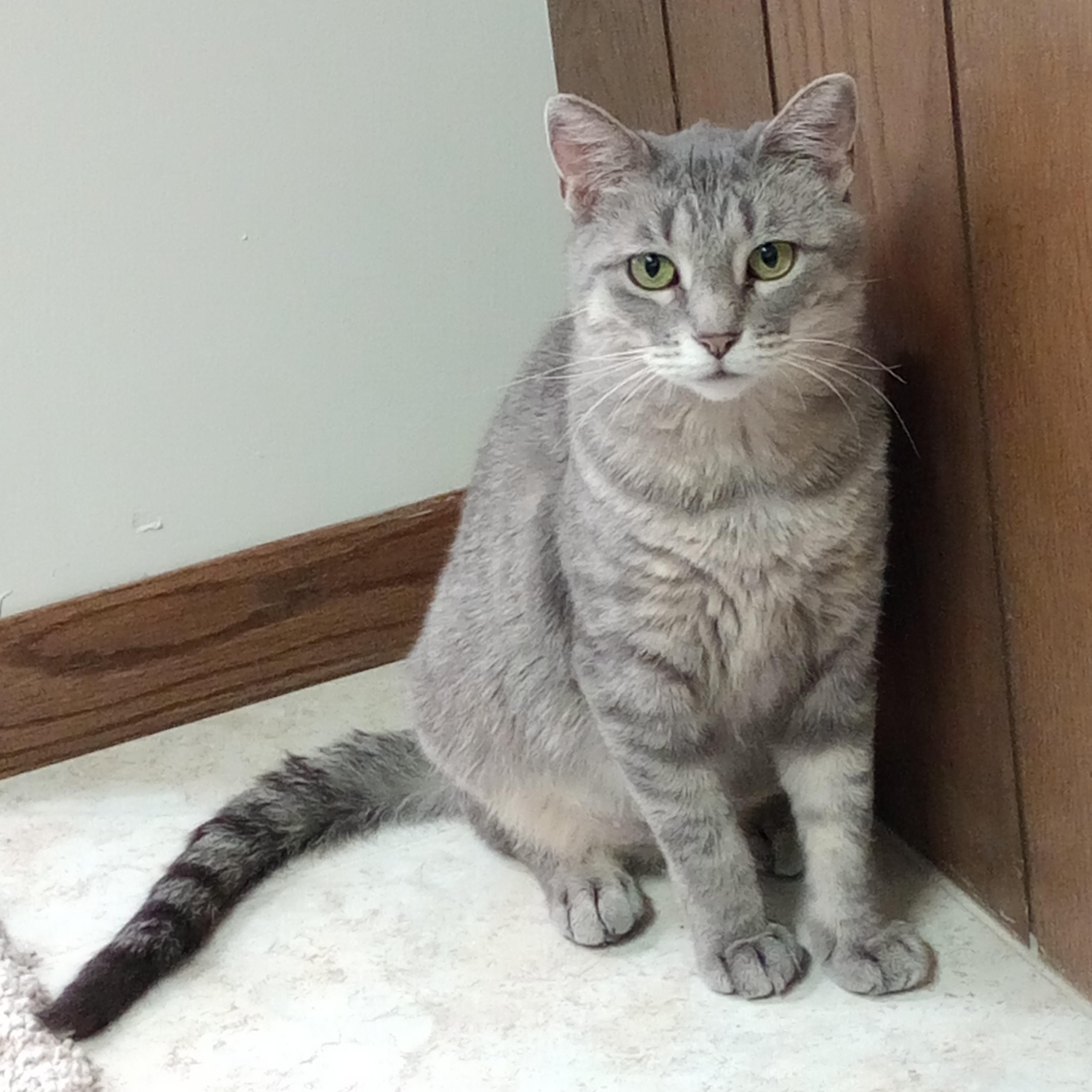 Jolene, a ADOPTABLE Domestic Short Hair in Rochester, MN image 2/5