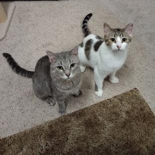 Jolene, a ADOPTABLE Domestic Short Hair in Rochester, MN image 5/5