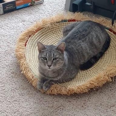 Jolene, a ADOPTABLE Domestic Short Hair in Rochester, MN image 3/5