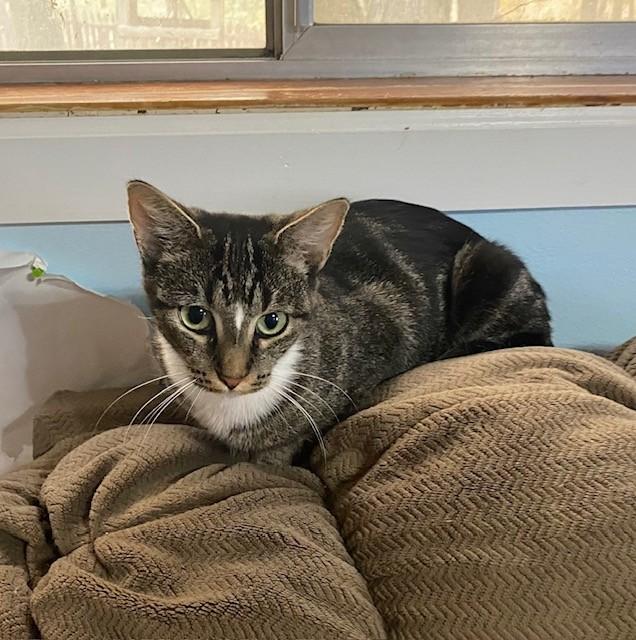 Enlarge Miss Kitty, a Adoptable Domestic Short Hair in Pekin, IL image 1/3