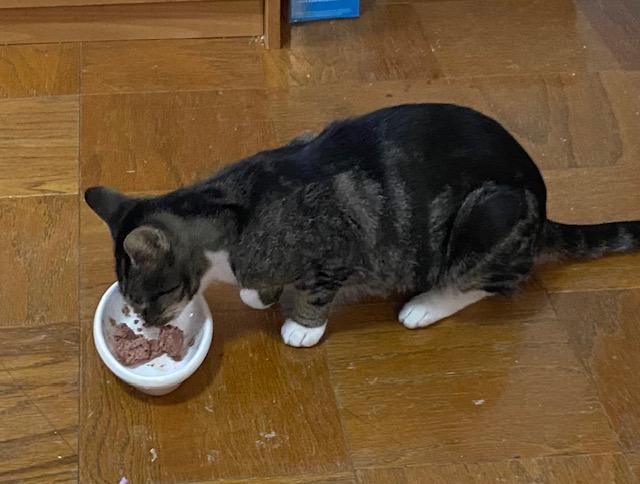 Enlarge Miss Kitty, a Adoptable Domestic Short Hair in Pekin, IL image 3/3