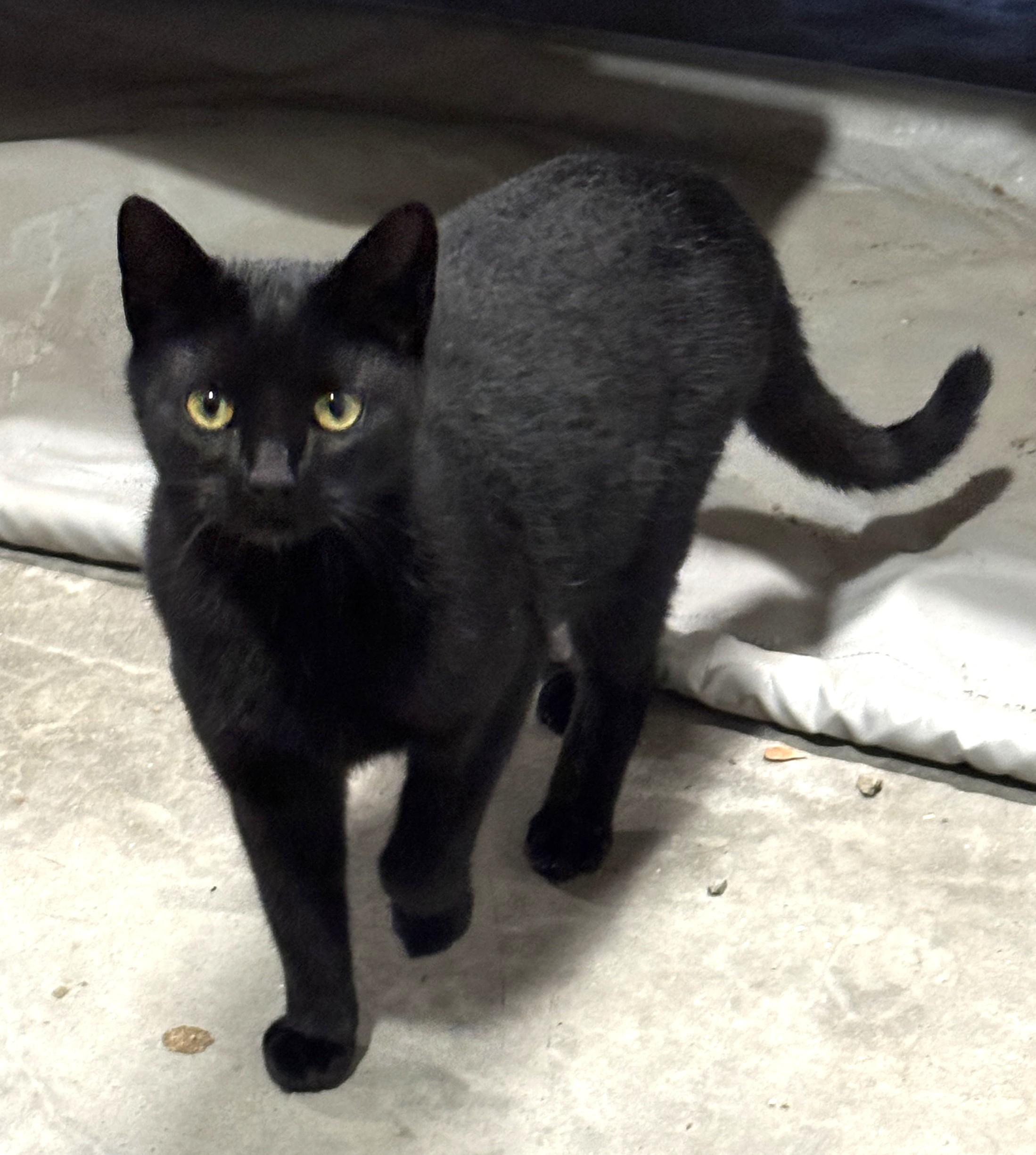 Sadie, Adoptable, Young Female Domestic Short Hair.
