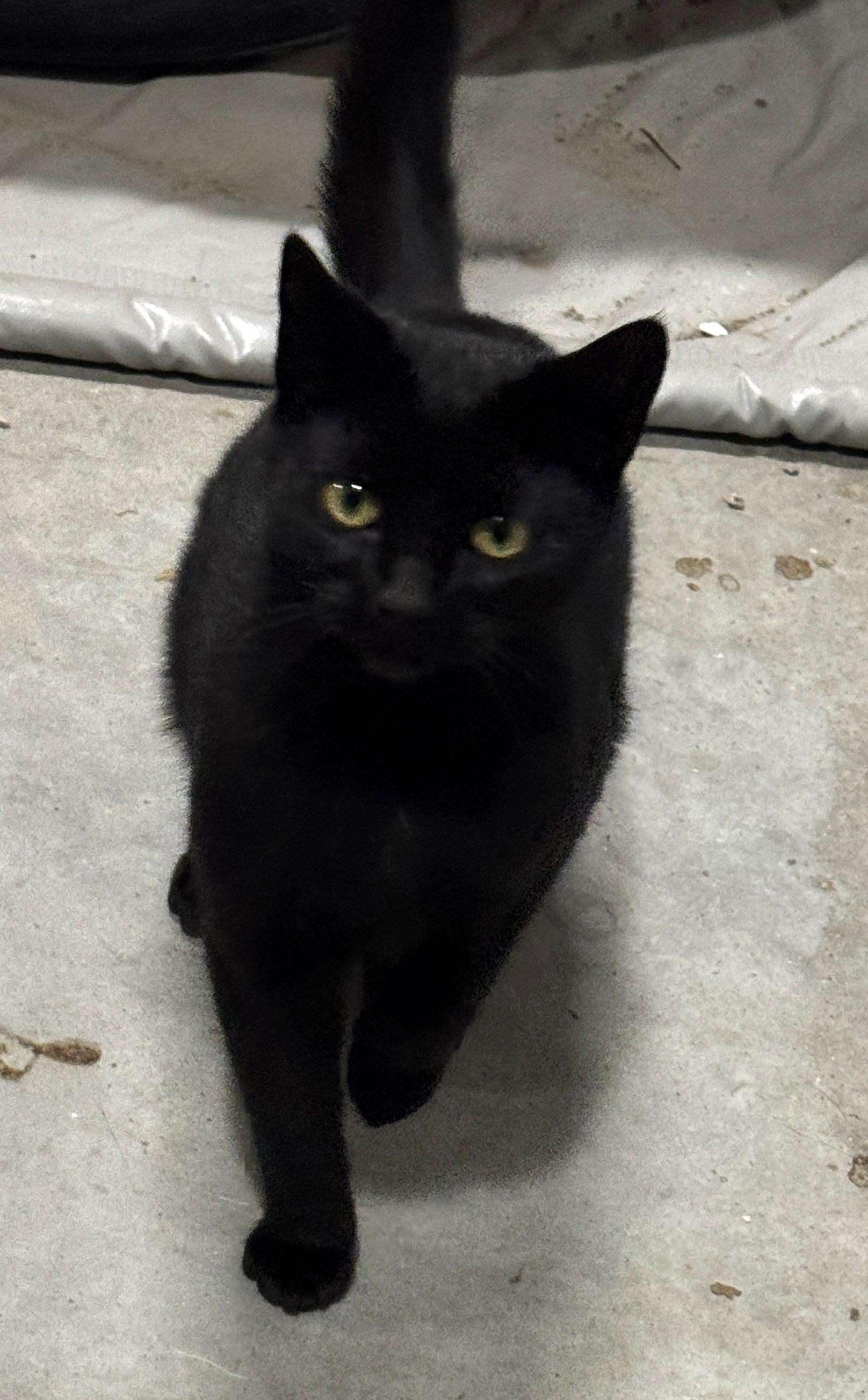 Enlarge Sadie, a Adoptable Domestic Short Hair in Stoney Creek, ON image 1/2